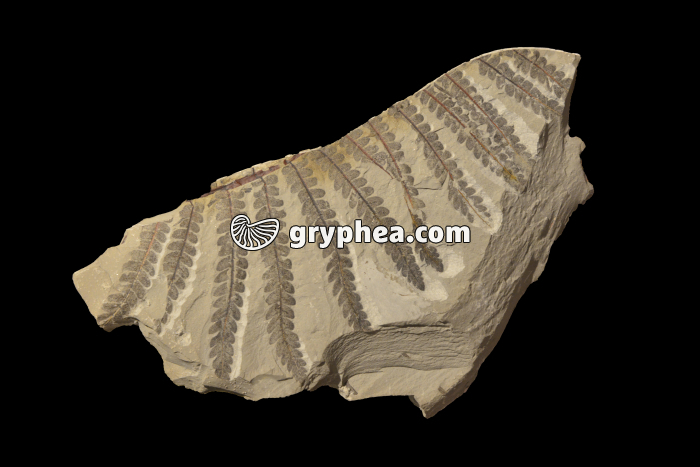 Fougère fossile (Cladophlebis sp) - gryphea.org